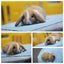 very cute Pure Bred mini Lops Carousel 1