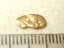$1 RESERVE - GOLD NUGGET with Pyrex Vial Carousel 1