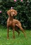 Quest the Vizsla is looking for a New Home! Carousel 5