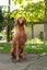 Quest the Vizsla is looking for a New Home! Carousel 6