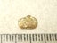 $1 RESERVE - GOLD NUGGET with Pyrex Vial Carousel 1