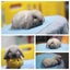 very cute Pure Bred mini Lops Carousel 3