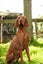 Quest the Vizsla is looking for a New Home! Carousel 4