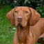 Quest the Vizsla is looking for a New Home! Carousel 1