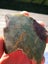 Green Fuchsite obay stone NZ carving slab amazing colour Carousel 3