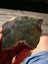 Green Fuchsite obay stone NZ carving slab amazing colour Carousel 6