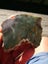 Green Fuchsite obay stone NZ carving slab amazing colour Carousel 7