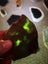 Green Fuchsite obay stone NZ carving slab amazing colour Carousel 10