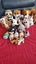Bulk Ty Toys Carousel 4