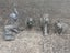 Collection of 5 Brass Elephants (Trunk up) Carousel 5