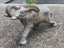 Collection of 5 Brass Elephants (Trunk up) Carousel 12
