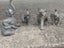 Collection of 5 Brass Elephants (Trunk up) Carousel 14