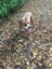 Pound Paws Rescue - On Behalf of - Kylo, Oamaru Carousel 2