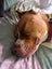 Pound Paws Rescue - On Behalf of - Kylo, Oamaru Carousel 4