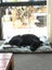 Please Help Porter - Loving Family Dog Needs a New Home Carousel 3