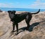 Please Help Porter - Loving Family Dog Needs a New Home Carousel 1