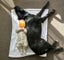 Please Help Porter - Loving Family Dog Needs a New Home Carousel 4