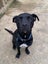 Please Help Porter - Loving Family Dog Needs a New Home Carousel 6