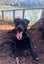Please Help Porter - Loving Family Dog Needs a New Home Carousel 7