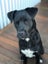 Please Help Porter - Loving Family Dog Needs a New Home Carousel 8