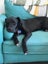 Please Help Porter - Loving Family Dog Needs a New Home Carousel 9