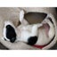 Carly - Staffi X - BOI Animal Rescue Trust Carousel 1