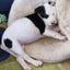 Carly - Staffi X - BOI Animal Rescue Trust Carousel 3
