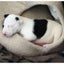 Carly - Staffi X - BOI Animal Rescue Trust Carousel 5