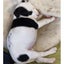Carly - Staffi X - BOI Animal Rescue Trust Carousel 6