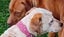 Gorgeous Pit Pei Terrier X Mastiff mix Pups Carousel 9