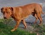 Gorgeous Pit Pei Terrier X Mastiff mix Pups Carousel 12