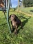 Purebred GSP Puppies Carousel 3