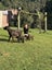 Purebred GSP Puppies Carousel 6
