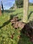 Purebred GSP Puppies Carousel 5