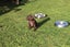 Purebred GSP Puppies Carousel 11