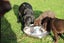 Purebred GSP Puppies Carousel 12