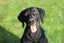 Purebred GSP Puppies Carousel 8