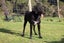 Purebred GSP Puppies Carousel 9