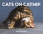 Cats on Catnip by Andrew Marttila - Hardcover Carousel 1