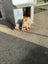 Pig Dog Pups Carousel 4