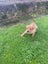 Pig Dog Pups Carousel 5