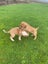 Pig Dog Pups Carousel 6