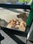 Pig Dog Pups Carousel 8