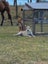 Pig Dog Pups Carousel 9