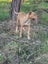 Pig Dog Pups Carousel 12