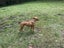 Pig Dog Pups Carousel 14