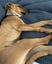 Sassy - Cross breed Carousel 4