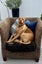 6yr old Male APBT for re-home Carousel 3