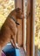 6yr old Male APBT for re-home Carousel 4