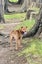 6yr old Male APBT for re-home Carousel 5